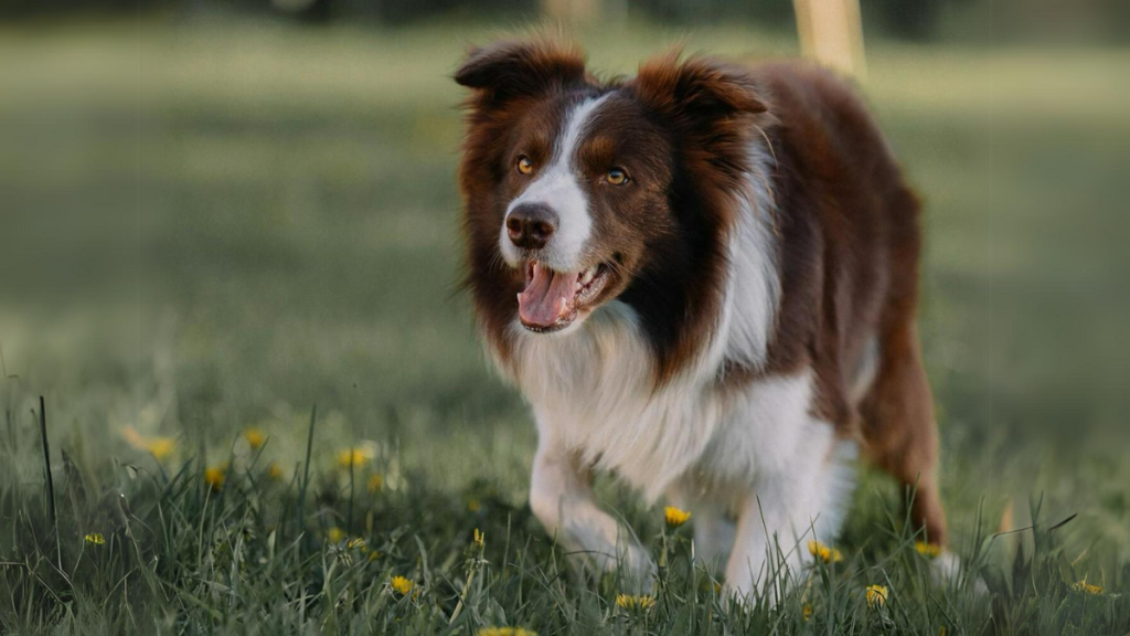 Pets Can Get Hay Fever Too!